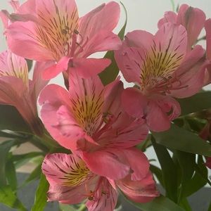 Meet your Posher, Sophia